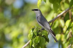 White-bellied Cuckooshrike